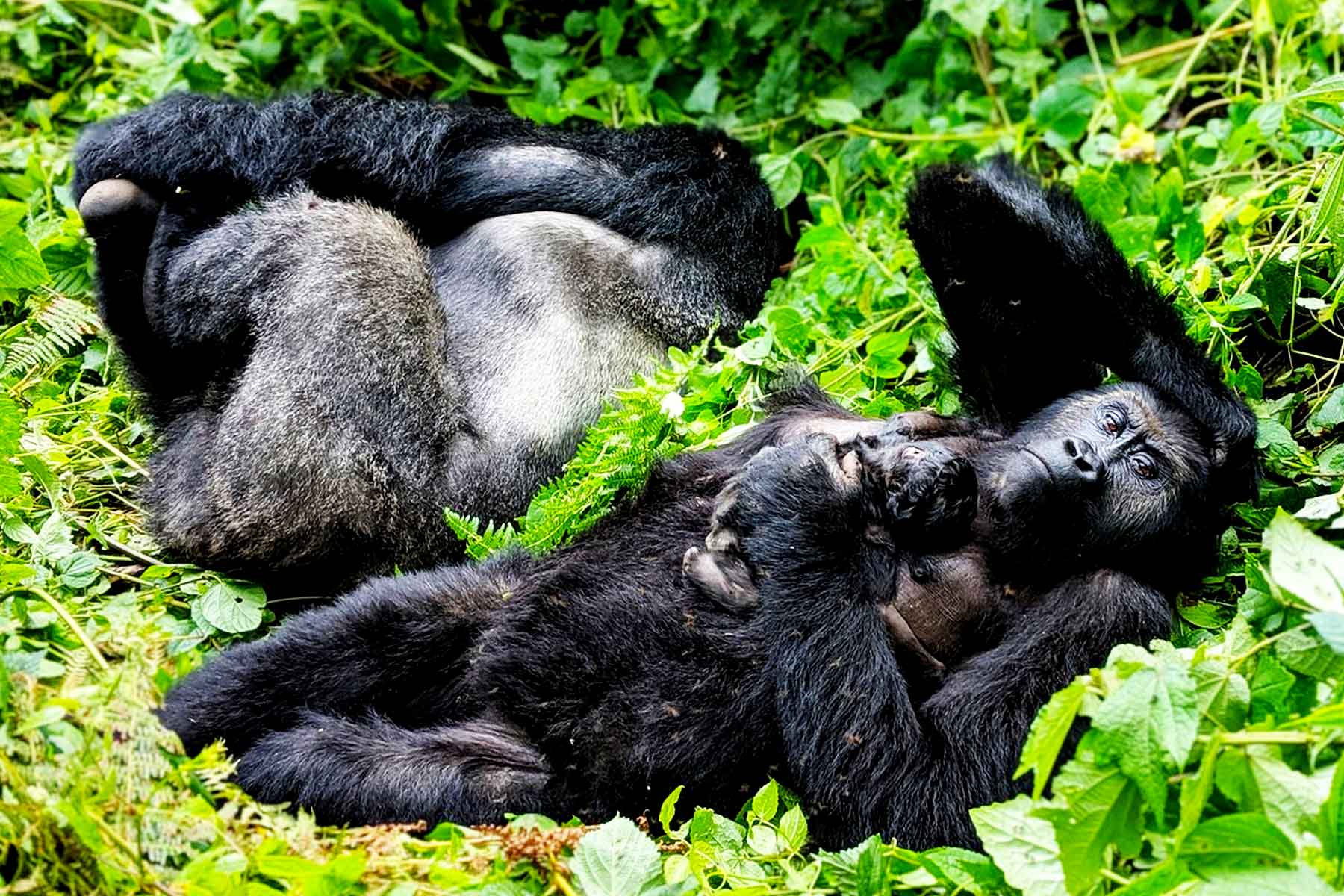 Lowland Gorilla Trekking at Kahuzi Biega National Park