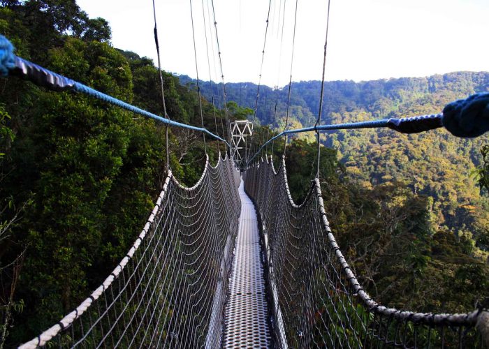 canopy-walk-experience-at-nyungwe-forest