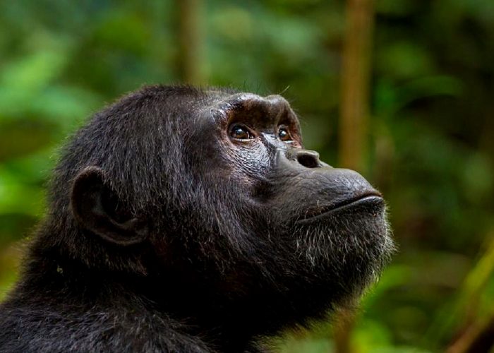 chimpanzee-trekking-experience-at-kibale-national-park