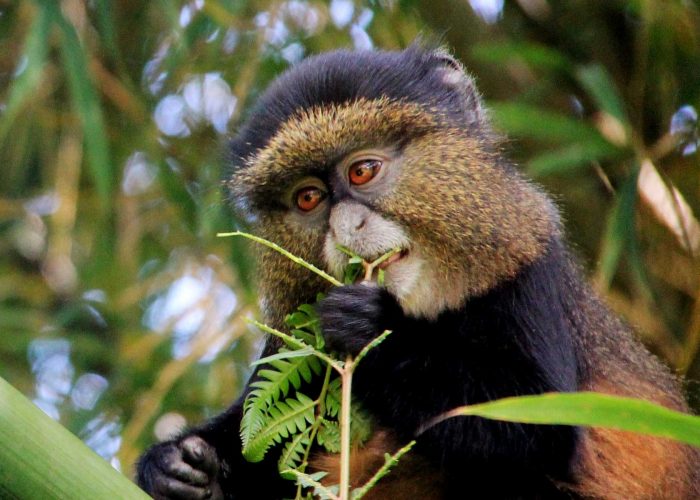 golden-monkey-trekking-experience-at-volcanoes