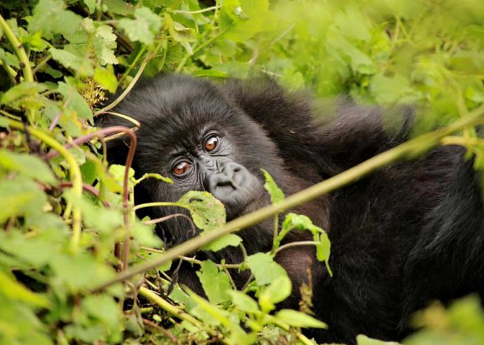 gorilla-trekking-experience