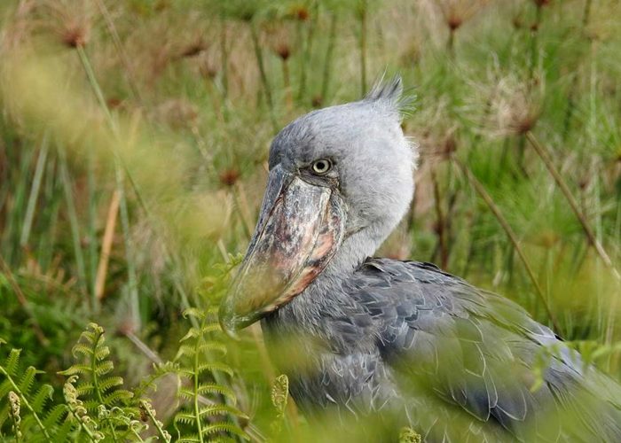 shoebill-stork-bird-watching