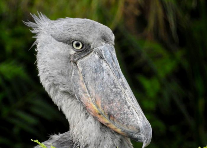 10-days-epic-rwanda-uganda-combined-adventure-safari