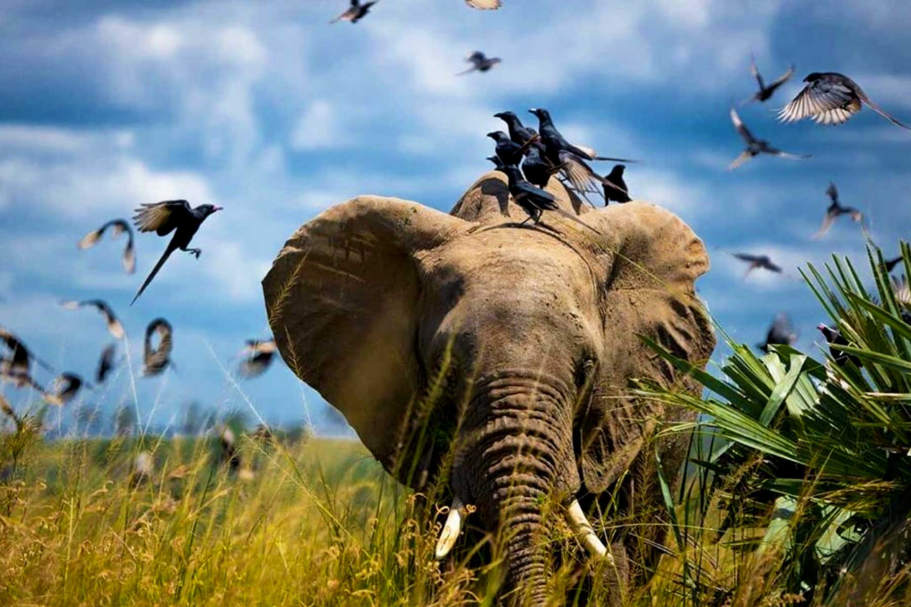 10-days-extreme-uganda-primates-and-wildlife-adventure-safari