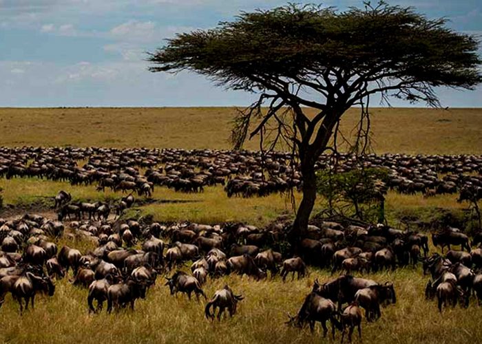 10-days-rwanda-gorilla-trek-and-tanzania-big-5-wildlife-safari
