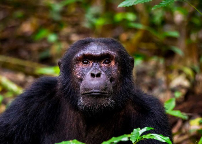 10-days-uganda-primate-habituation-and-kenya-big-5-wildlife-safari