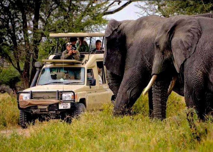 12-days-best-of-kenya-and-tanzania-wildlife-adventure-safari