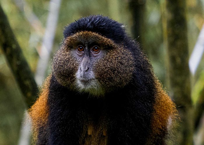 12-days-rwanda-uganda-primate-and-wildlife-encounter-safari