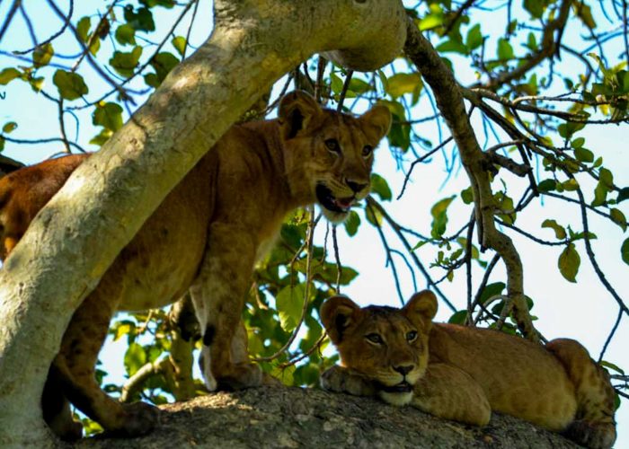 12-days-ultimate-uganda-rwanda-and-burundi-adventure-safari