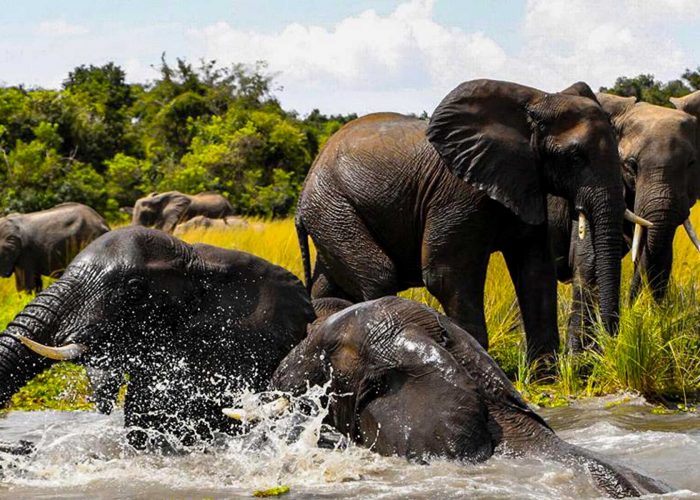 16-days-uganda-rwanda-extreme-gorilla-wildlife-adventure-safari