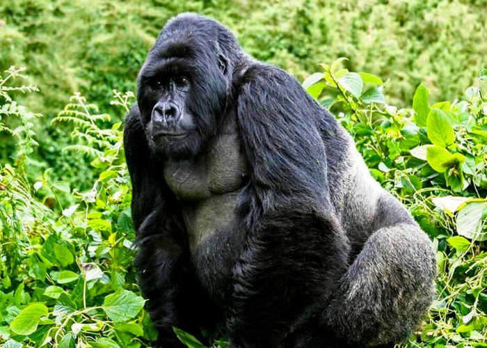2-days-uganda-gorilla-trekking-safari-express-from-rwanda