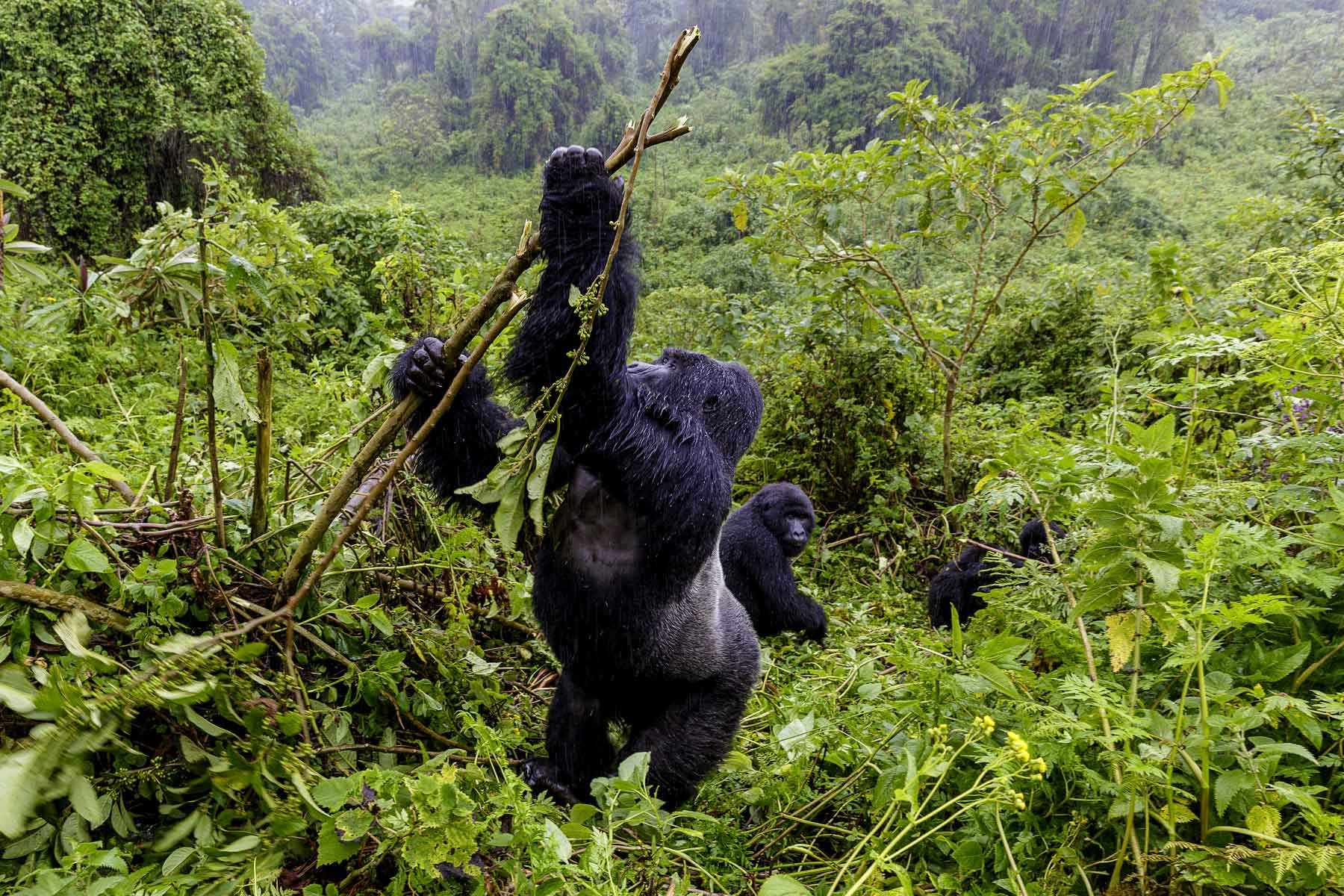 3-days-rwanda-gorilla-trekking-adventure-safari