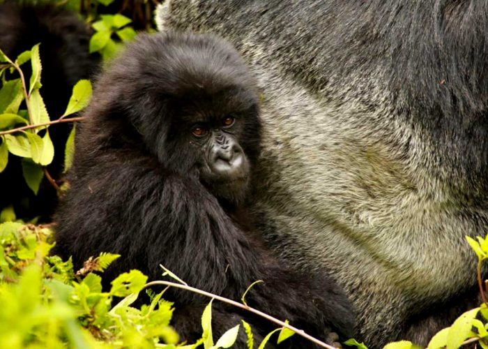 3-days-uganda-gorilla-trekking-safari-express-from-rwanda