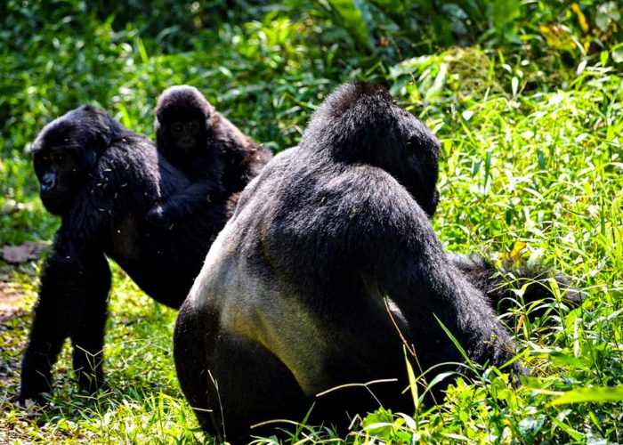 4-days-rwanda-uganda-gorilla-trekking-adventure