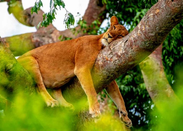 5-days-queen-elizabeth-national-park-and-lake-bunyonyi-safari-from-kigali