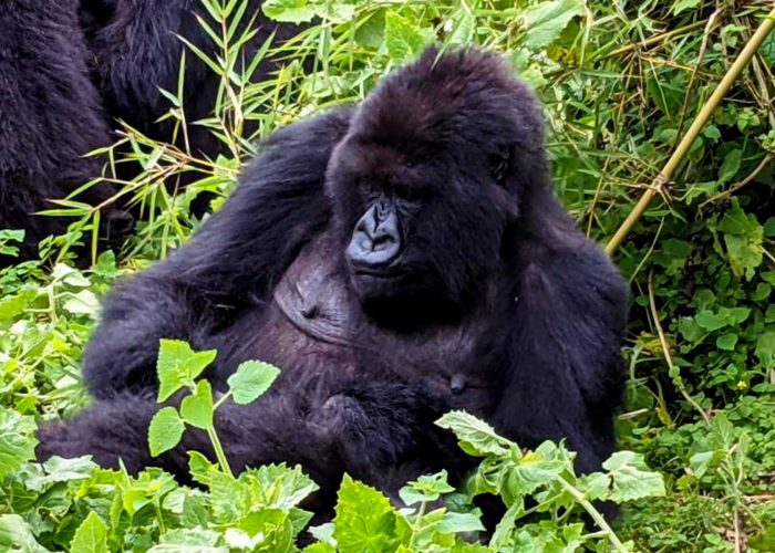 5-days-rwanda-uganda-gorilla-trekking-adventure-safari