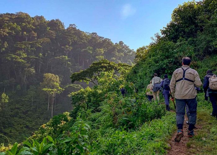 6-days-bwindi-gorilla-trekking-and-walking-safari