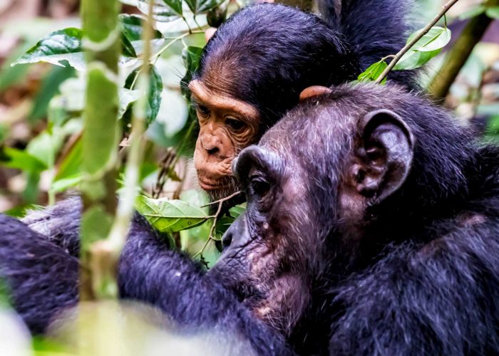 6-days-uganda-gorilla-and-chimpanzee-trekking-express-safari