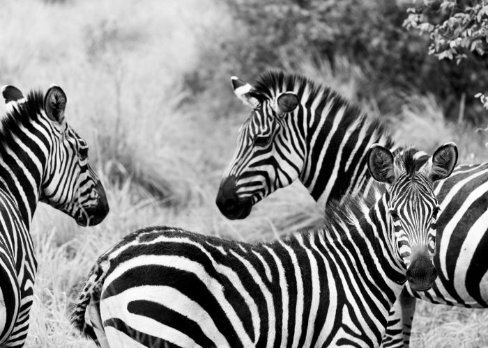 6-days-uganda-gorilla-trek-and-rwanda-wildlife-adventure-safari