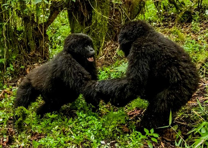 7-days-rwanda-uganda-double-gorilla-adventure-safari