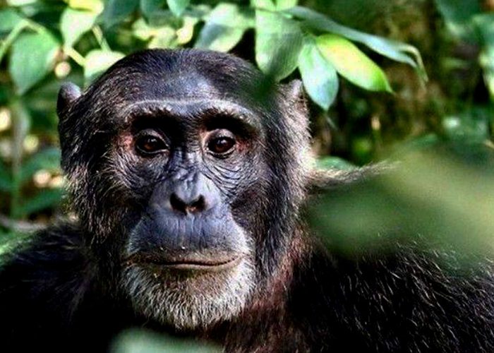 7-days-rwanda-uganda-primate-world-adventure-safari