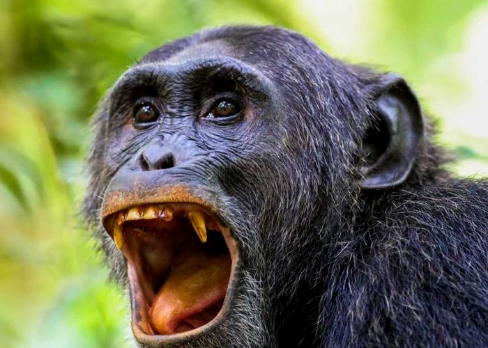 7-days-uganda-gorilla-and-chimpanzee-habituation-adventure-safari