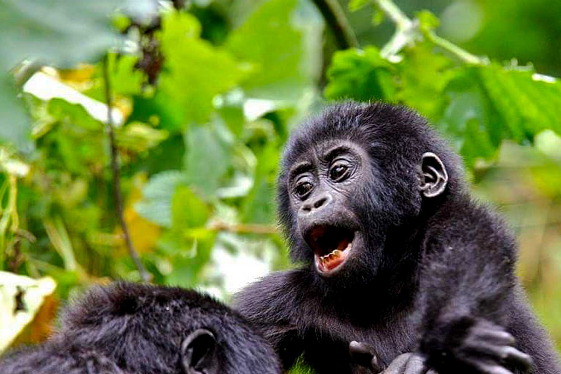 7-days-uganda-gorilla-and-chimpanzee-trekking-safari