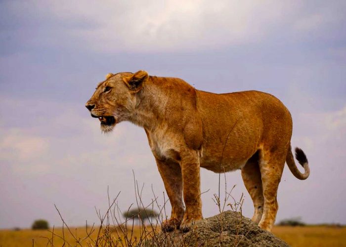7-days-uganda-gorilla-and-masai-mara-migration-and-big-cats-safari