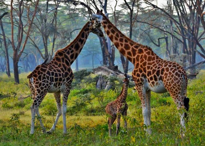 8-days-rwanda-gorilla-trekking-and-kenya-masai-mara-safari