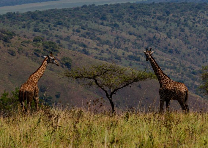 8-days-rwanda-uganda-gorilla-wildlife-adventure-safari