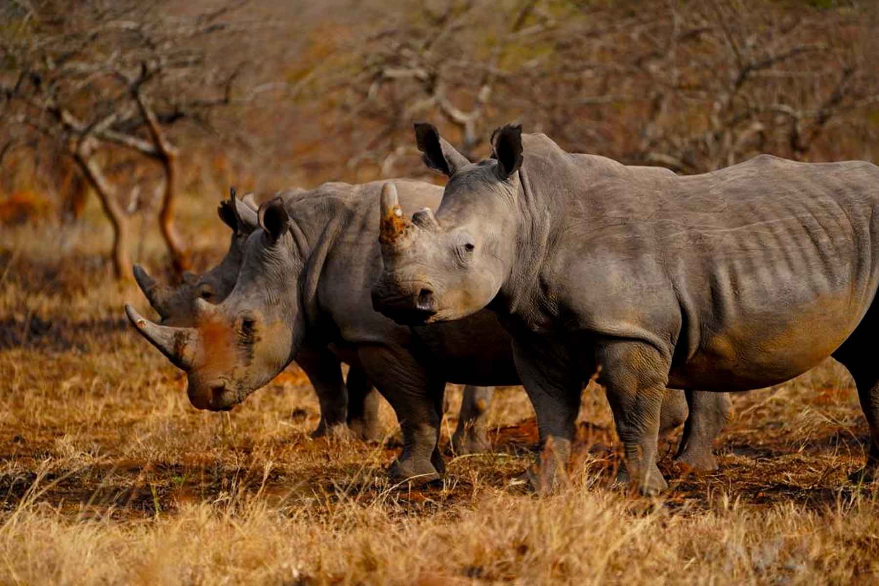 Akagera National Park
