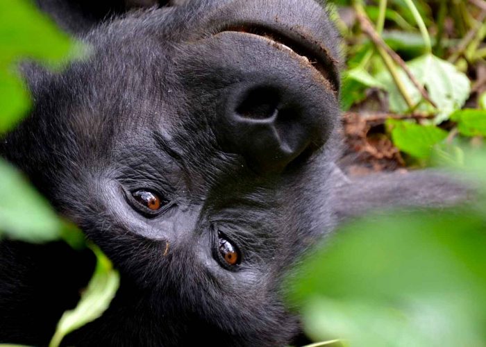 bwindi-impenetrable-national-park