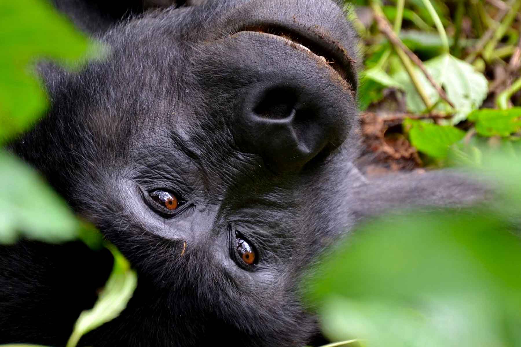 Bwindi Impenetrable National Park