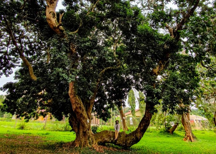 entebbe-botanical-gardens