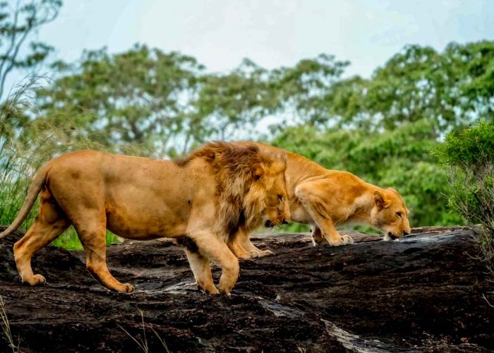 game-drive-in-kidepo-valley-national-park