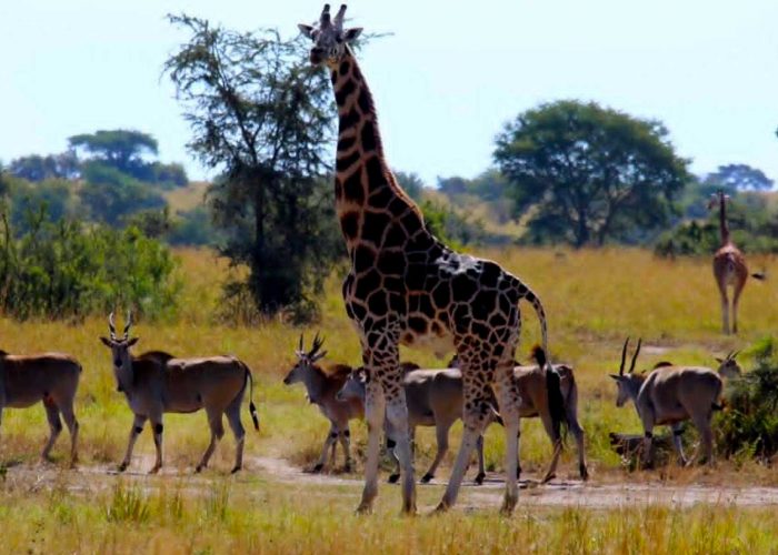 game-drive-in-lake-mburo-national-park