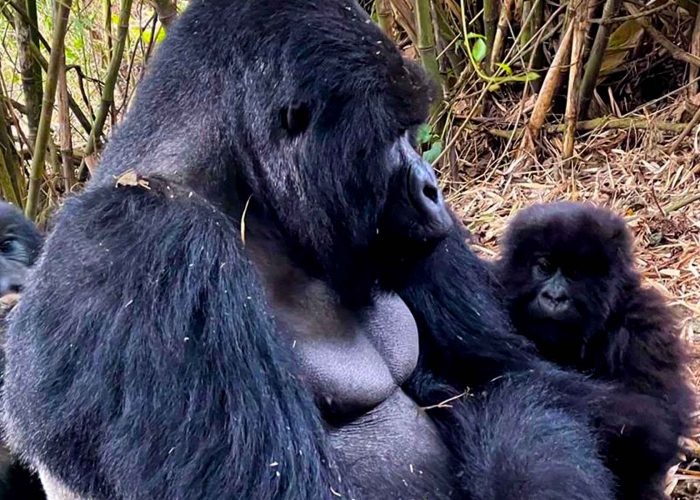 gorilla-trekking-in-mgahinga-national-park
