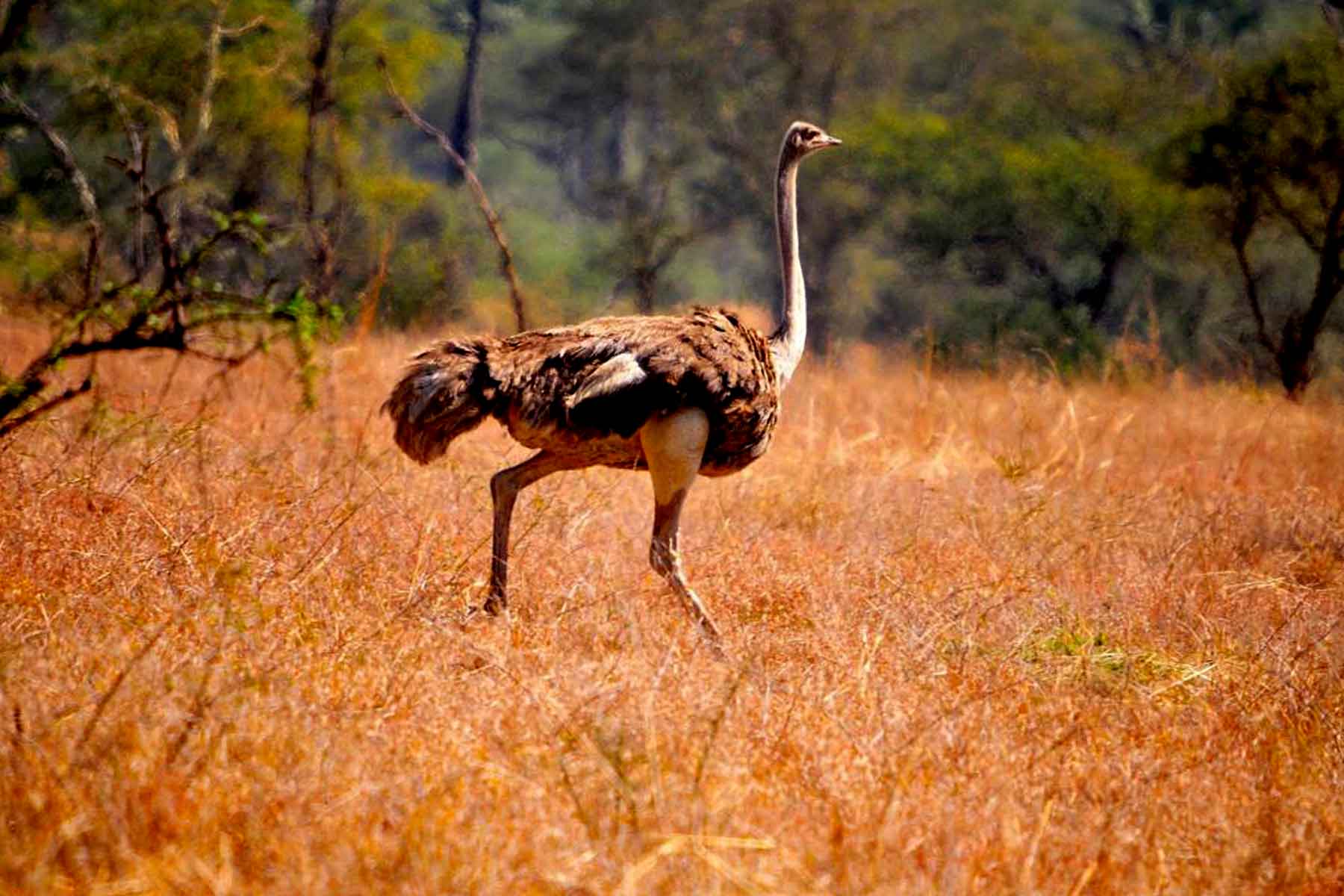 Kidepo Valley National Park