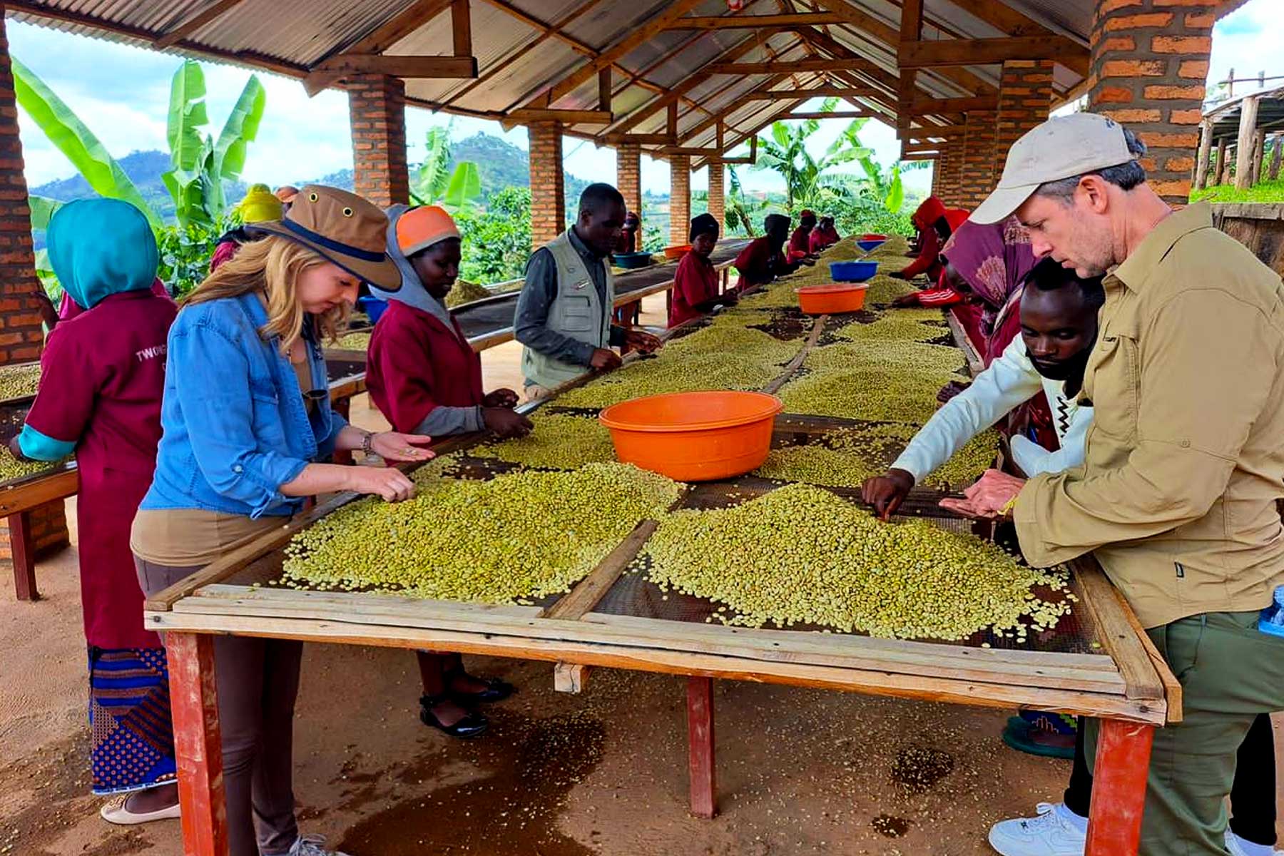 Lake Kivu Belt Coffee Tour Experience.