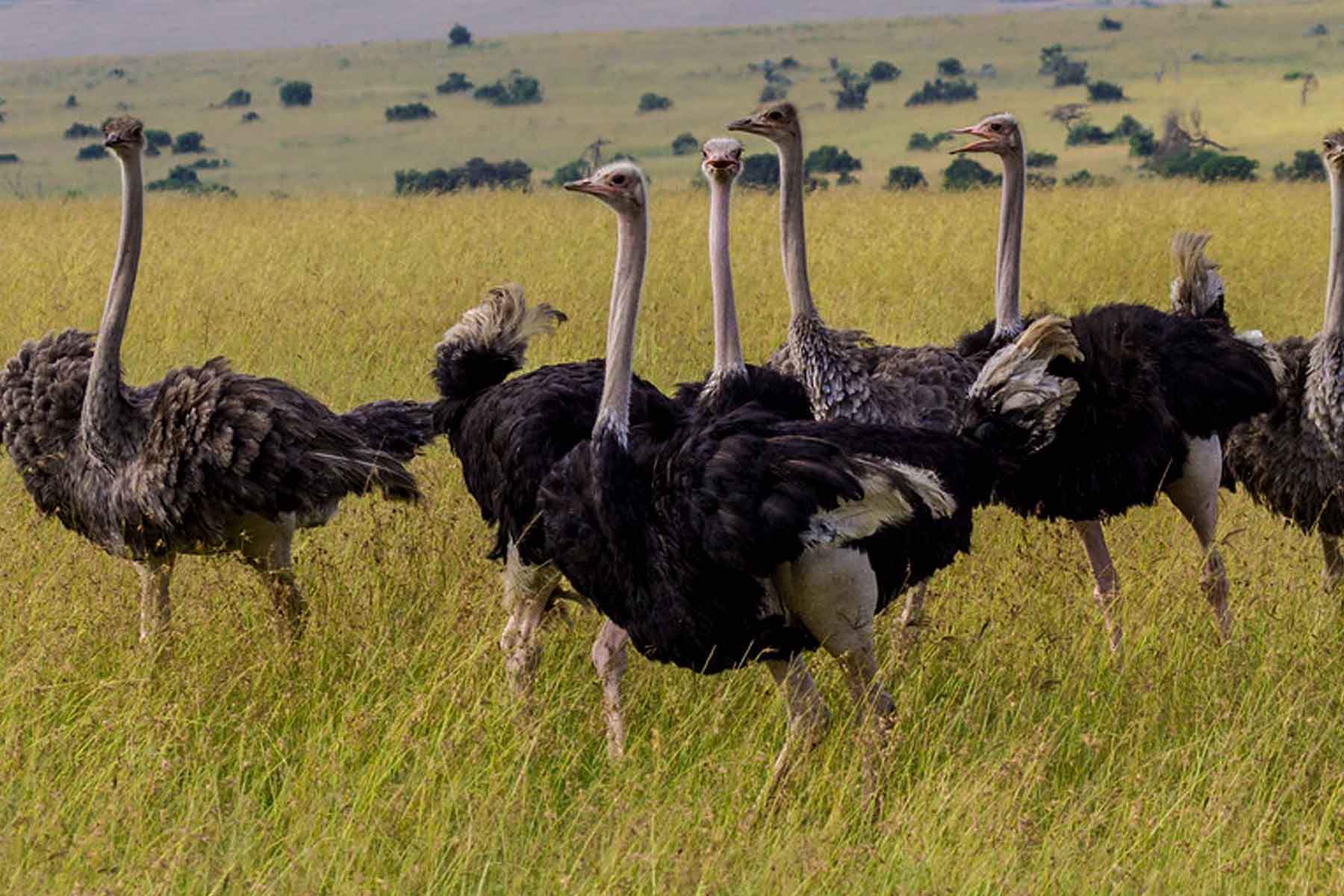 Pian-Upe Wildlife Reserve