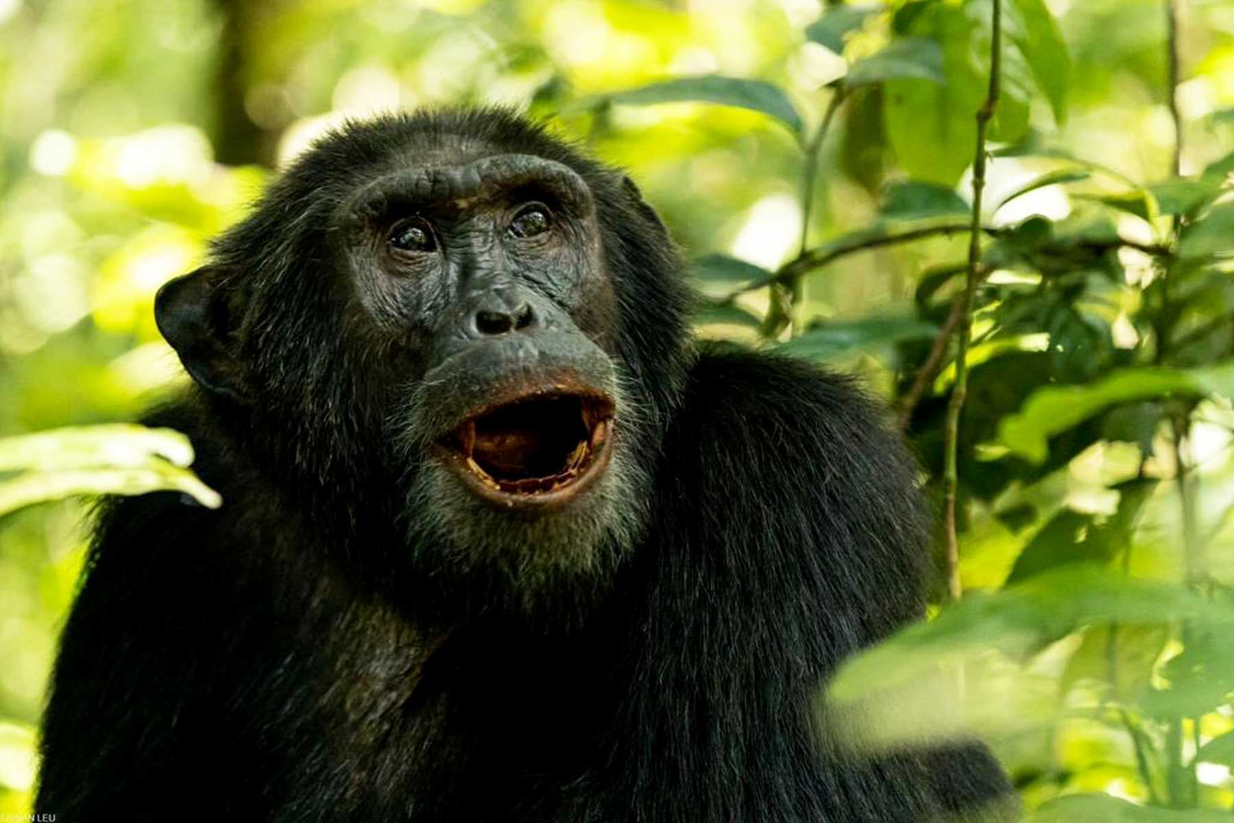 Primate Habituation Experience.