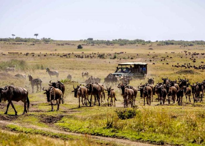 the-great-wildebeest-migration-experience