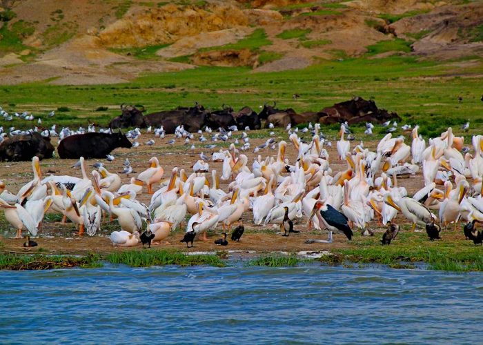 bird-watching-experience-at-queen-elizabeth-national-park