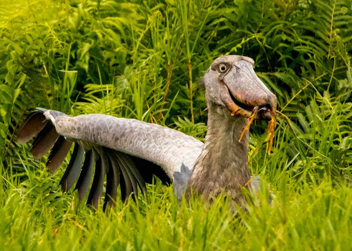 bird-watching-in-entebbe
