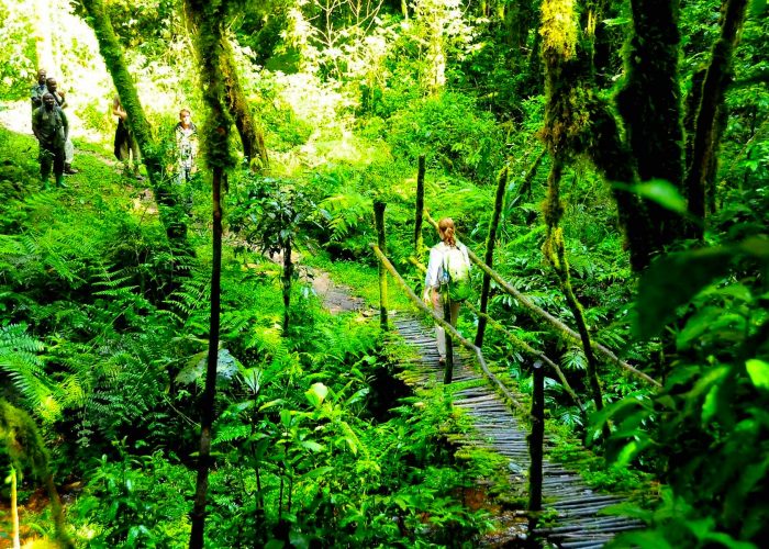 bwindi-walking-safaris-from-buhoma-to-nkuringo