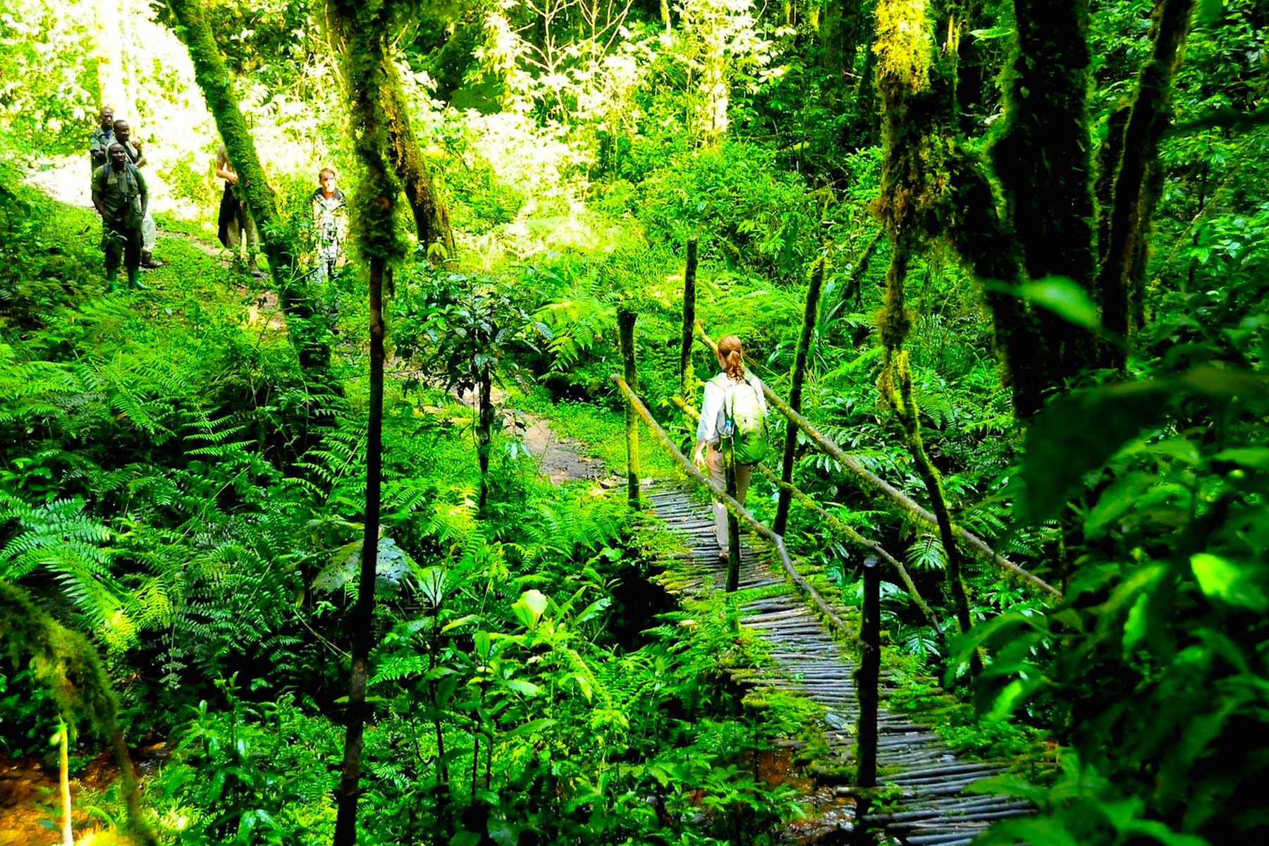 Bwindi Walking Safaris from Buhoma to Nkuringo