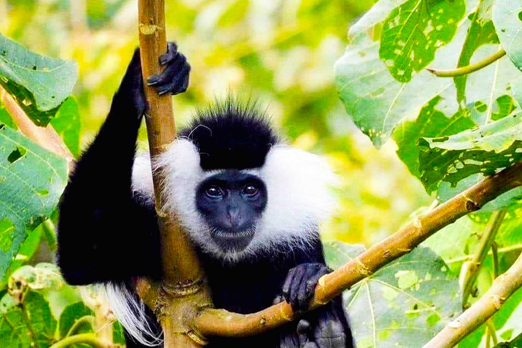 embark-on-an-unforgettable-adventure-in-nyungwe-national-park