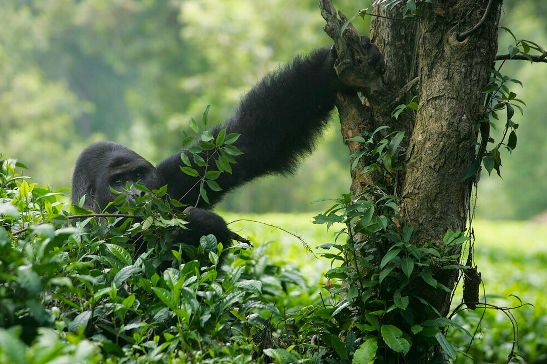 embark-on-an-unforgettable-congo-adventure-from-kigali