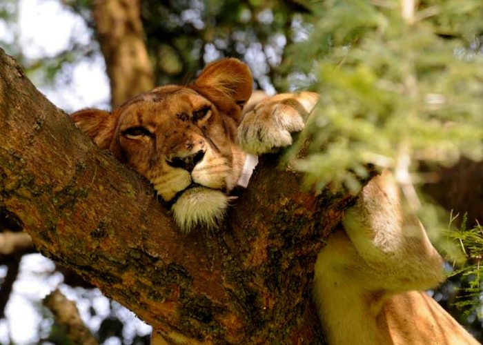 game-drive-in-ishasha-queen-elizabeth-national-park