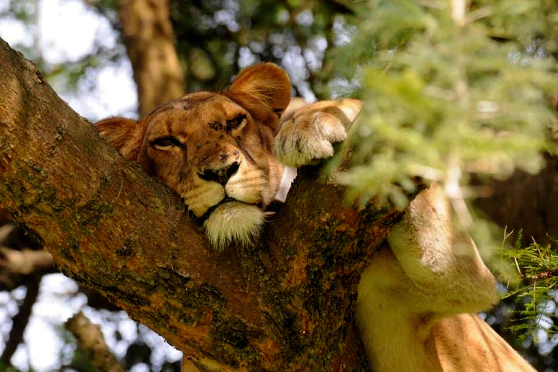 Game drive in Ishasha Queen Elizabeth National Park
